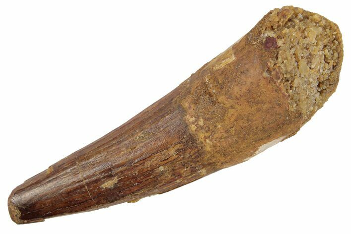 Spinosaurus Tooth - Real Dinosaur Tooth #189454
